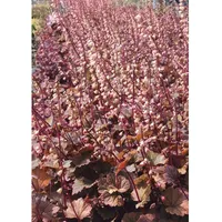 Pflanzen Für Dich Tellima grandiflora 'Purpurteppich', Purpurglöckchen, ca. 9x9