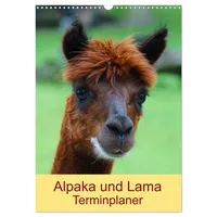 Calvendo Alpaka und Lama Terminplaner (Wandkalender 2026 DIN A3