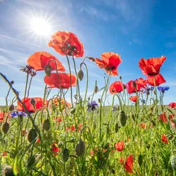 EUROART Glasbild 50 x cm Poppies IV Glas Rot