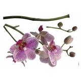 KOMAR Decosticker Orchidee 100 x 70 cm)