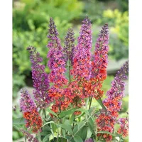 Pflanzen Für Dich Buddleja davidii 'Flower Power', Schmetterlingsflieder, bunt,