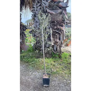 grünwaren Olivenbaum Olive 160–180 cm Hochstamm, beste Qualität, winterhart
