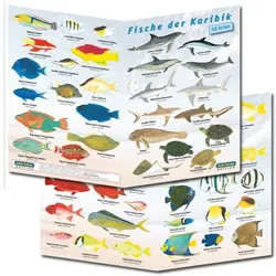 Fischfaltblatt Karibik