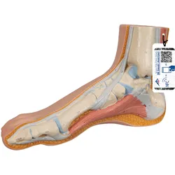 Fußmodell normaler Fuß - 3B Smart Anatomy