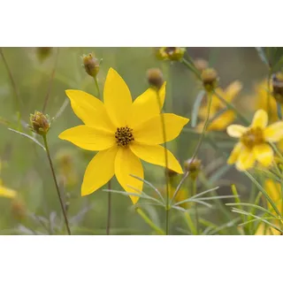 Pflanzen Für Dich Staude Coreopsis verticillata 'Grandiflora'