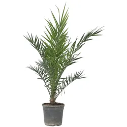 Plant in a Box Kanarische Dattelpalme - Phoenix Canariensis Höhe 80-100cm