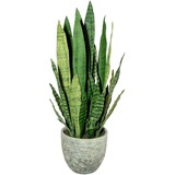 Creativ green Künstliche Zimmerpflanze »Sanseveria«, 28204205-0 grün H: 80 cm