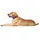 Hunter Aalborg Special Hundehalsband Dunkelblau 55