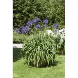 Pflanzen Für Dich Agapanthus africanus Afrikanische Schmucklilie