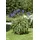 Pflanzen Für Dich Agapanthus africanus Afrikanische Schmucklilie