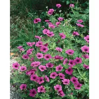 Pflanzen Für Dich Geranium psilostemon Armenischer Storchschnabel, ca. 11x11