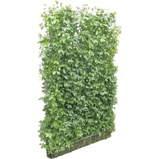 Sichtschutz-Hecke Helix Spindelstrauch Euonymus fortunei 'Coloratus' H180xB120 cm