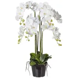 Gasper Kunstorchidee Kunstblume PHALENOPSIS Orchidee ca 90cm WEISS. im Kunststofftopf 20cm., Gasper weiß