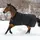 Bucas Outdoordecke Irish Turnout 300g High Neck 145cm Schwarz/Gold