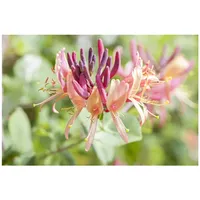 Pflanzen Für Dich Lonicera caprifolium, Jelängerjelieber, cremeweiß, 80–100 cm