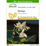 SAFLAX - Moringa - 10 Samen - Mit keimfreiem Anzuchtsubstrat - Moringa oleifera