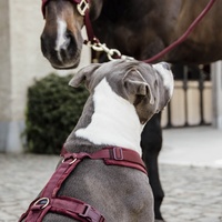 Kentucky Dogwear Hundegeschirr Aktiv Velvet Samt Bordeaux XXS (14-22cm)