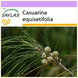 Saflax - Känguruhbaum - 200 Samen - Casuarina equisetifolia