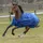 Bucas Smartex Medium 150g Pferdedecke 145 cm Blau