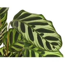 Dehner Korbmarante - Calathea makoyana, Grün,