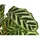 Dehner Korbmarante - Calathea makoyana, Grün,