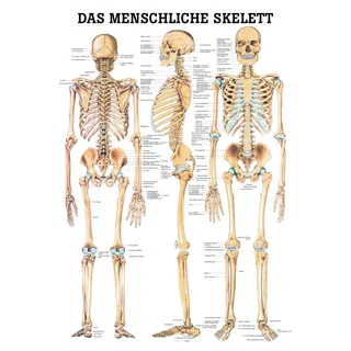 Lehrtafel, Poster - Das menschliche Skelett, laminiert, 50 x 70 cm