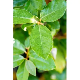 Elaeagnus ebbingei 'Compacta' 50-60 cm - Wintergrüne Ölweide, silbrig-grüne Blätter, ideal als Hecke, windresistent, pflegeleicht und winterhart