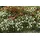 garden 'n' more Maschendrahtzaun 250 x 125 cm Grau/Schwarz