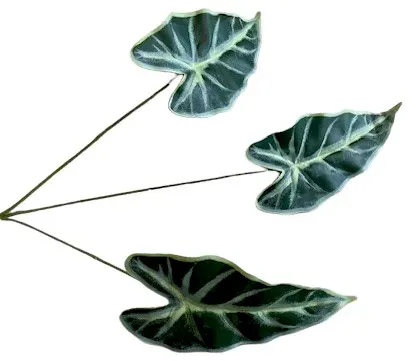 Blatt Alocasia x3 76cm grün