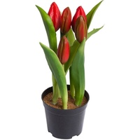 my home Kunstblume »Tulpenpflanze mit 5 Knospen«, rot