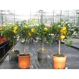 grünwaren Citrus Yuzu 70 - 80 cm, Zitronenbaum Zitrone, japanische Zitrone, winterhart