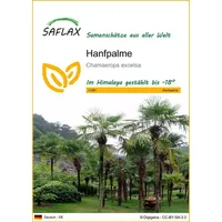 SAFLAX - Hanfpalme - 10 Samen - Chamaerops excelsa