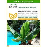 SAFLAX - Große Schneebanane - 10 Samen - Mit