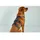 Wolters Active Pro No Escape Hundegeschirr Schwarz/Silber 80-95 cm