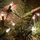 Hellum Lichterkette LED 5,1 m Grün