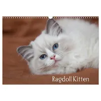 Calvendo Ragdoll Kitten (Wandkalender 2026 DIN A3 quer), CALVENDO