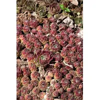 Pflanzen Für Dich Sempervivum x cult.'Hey Hey', Hauswurz, ca.