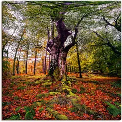 Artland Wandbild »Baum im Wald«, Baumbilder, (1 St.), als Leinwandbild, Poster in verschied. Größen Artland Farbe Bild(er): grün