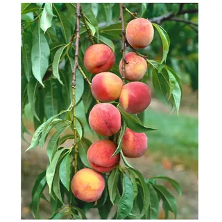 Pflanzen Für Dich Prunus persica 'Amsden', Pfirsichbaum, 150–200 cm