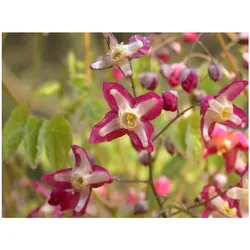 Epimedium alpinum, Elfenblume, ca. 9x9 cm Topf, zierlich