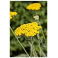 Pflanzen Für Dich Achillea filipendulina 'Coronation Gold', Schafgarbe, goldgelb,