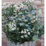 die nr-01.de Mittelmeer Schneeball Eve Price 20-25cm - Viburnum tinus