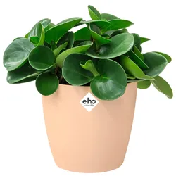 Blumentopf Brussels Pfirsich 18x17cm 3,3L