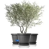 BigDean Blumentopf Ø 50 x 38 cm Anthrazit