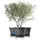 BigDean Blumentopf Ø 50 x 38 cm Anthrazit