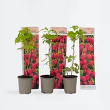 Plant in a Box - Himbeerpflanzen - 3 Stk - Rubus ideaus 'Autumn Bliss' - Höhe 25-40cm - Topf 9cm