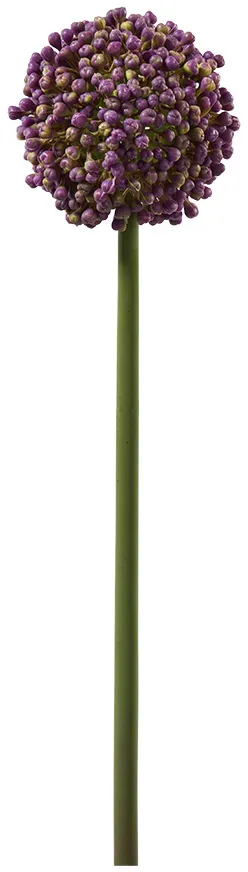 Allium L54D10,5cm 35Tips purple
