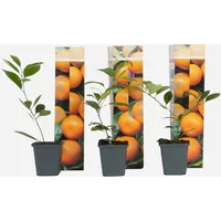 Plant in a Box - Orangenbaum - 3er-Set -
