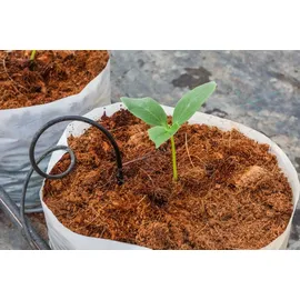 Biovita Kokosnussfaser für Pflanzen und Blumen 10 mm 5l