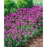 pflanzen-für-dich.de Pflanzen für Dich Staude Prunella grand. Pink Loveliness, 1 St., Großblütige Braunelle rosa